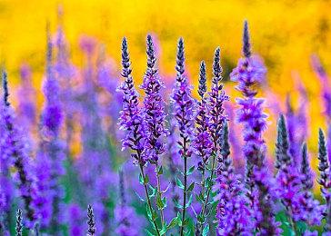 《全面战争：战锤3》混沌矮人钻机战役包发布预告